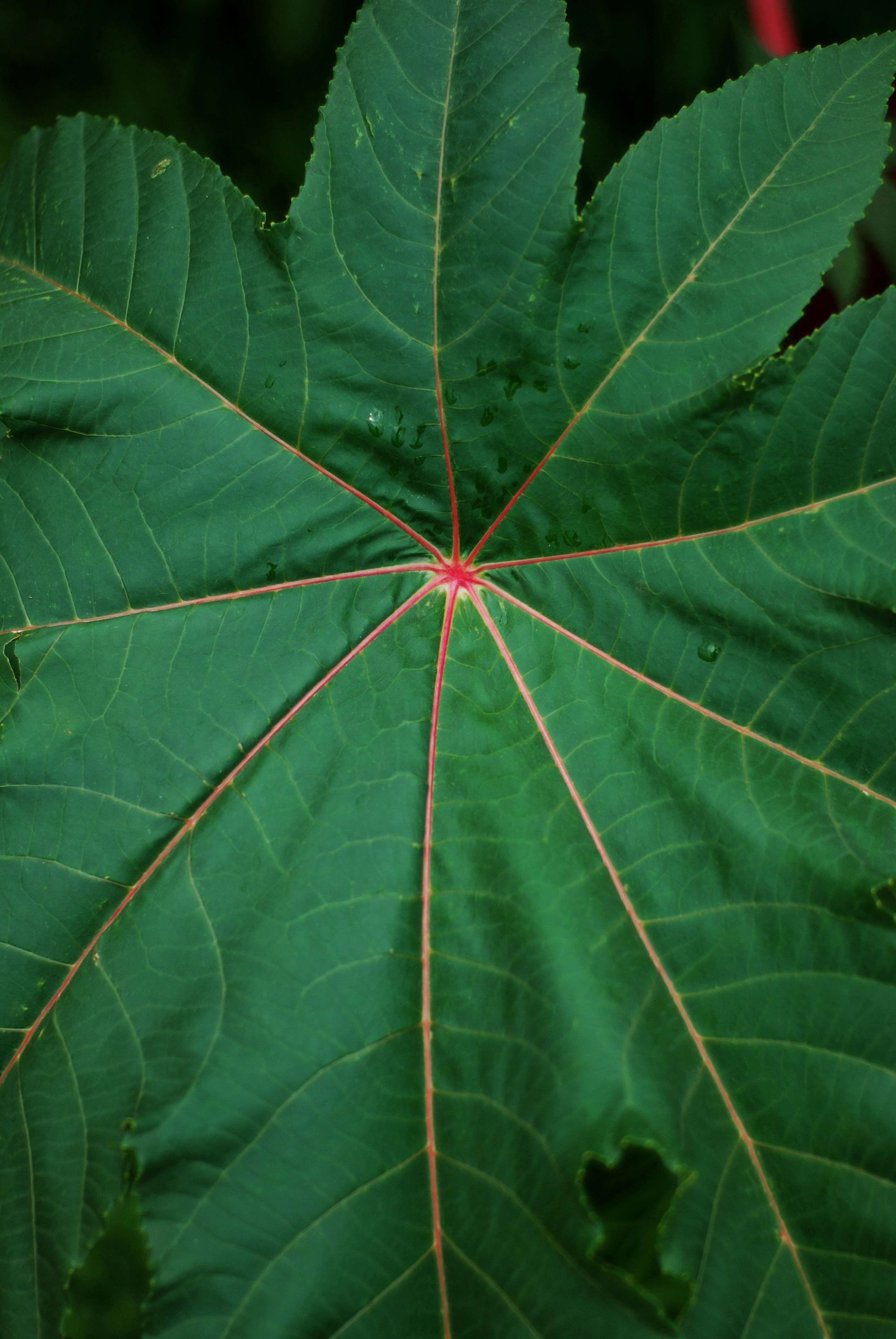 Photo by kovalskihelga