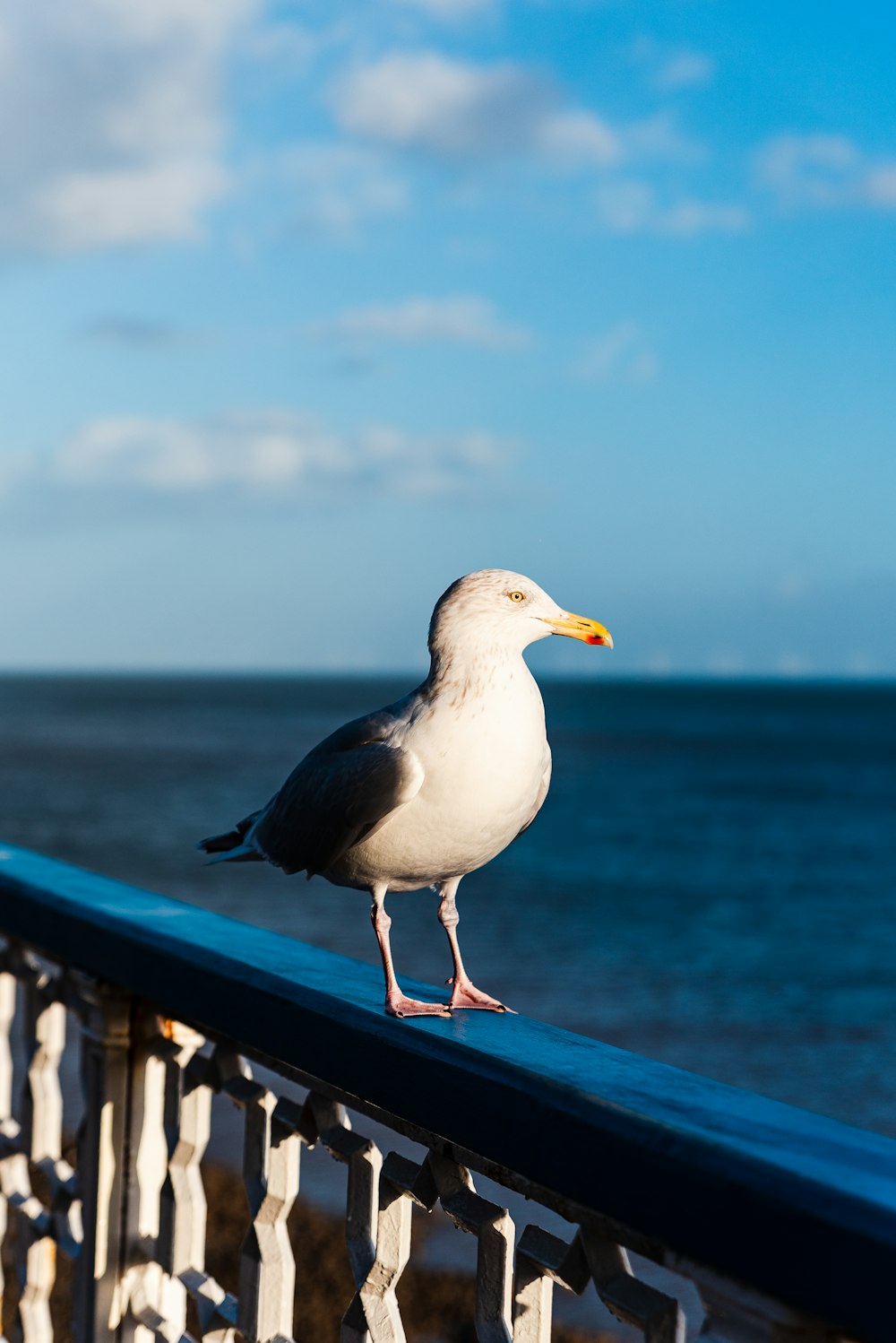 a seagull on a railing