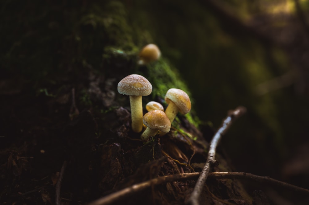 cogumelos que crescem em uma árvore