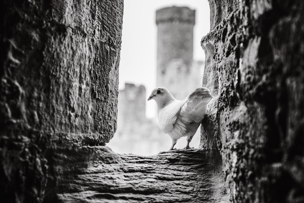 a bird standing on a rock