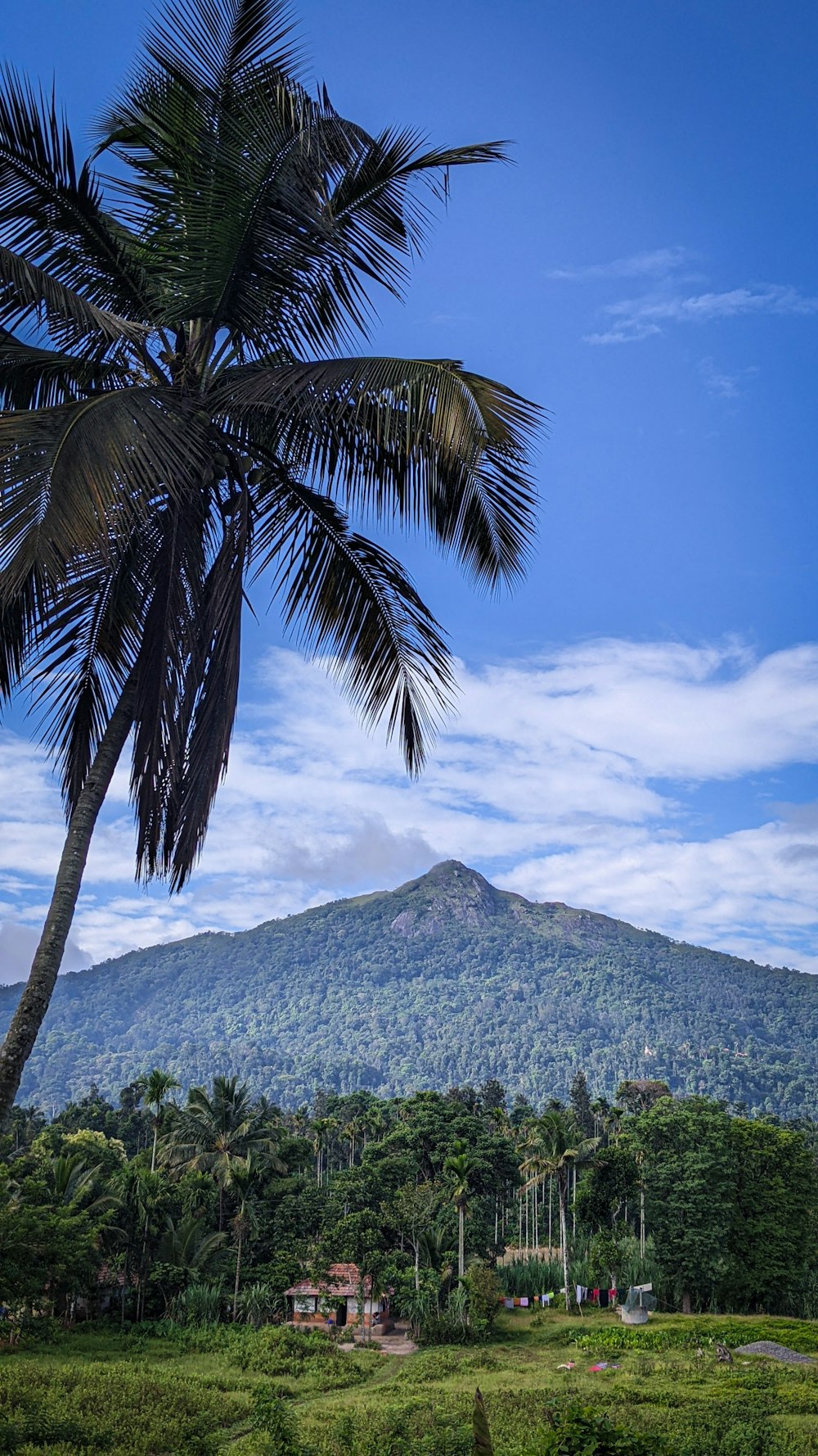 a palm tree in front of a mountain