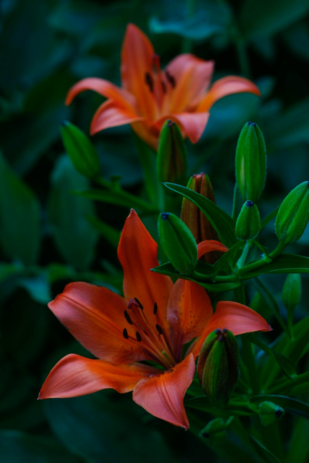 a couple of flowers