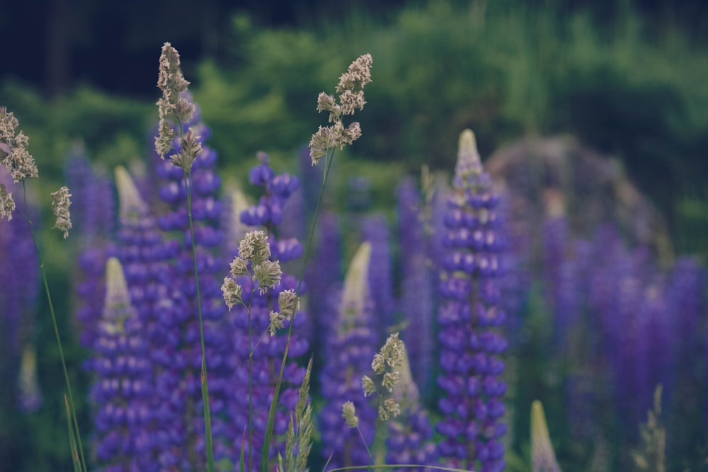 a close up of purple flowers