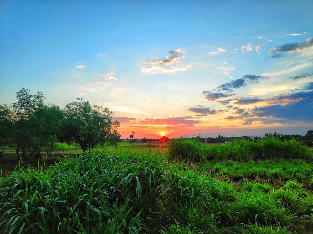 a field of grass and trees with a sunset in the background