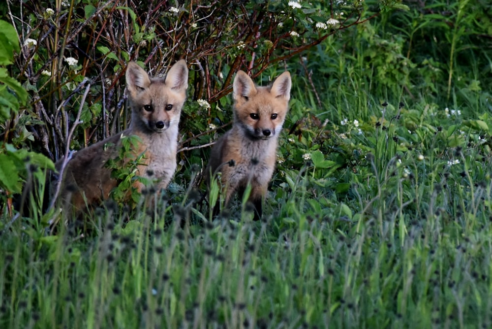 two foxes in a grassy area