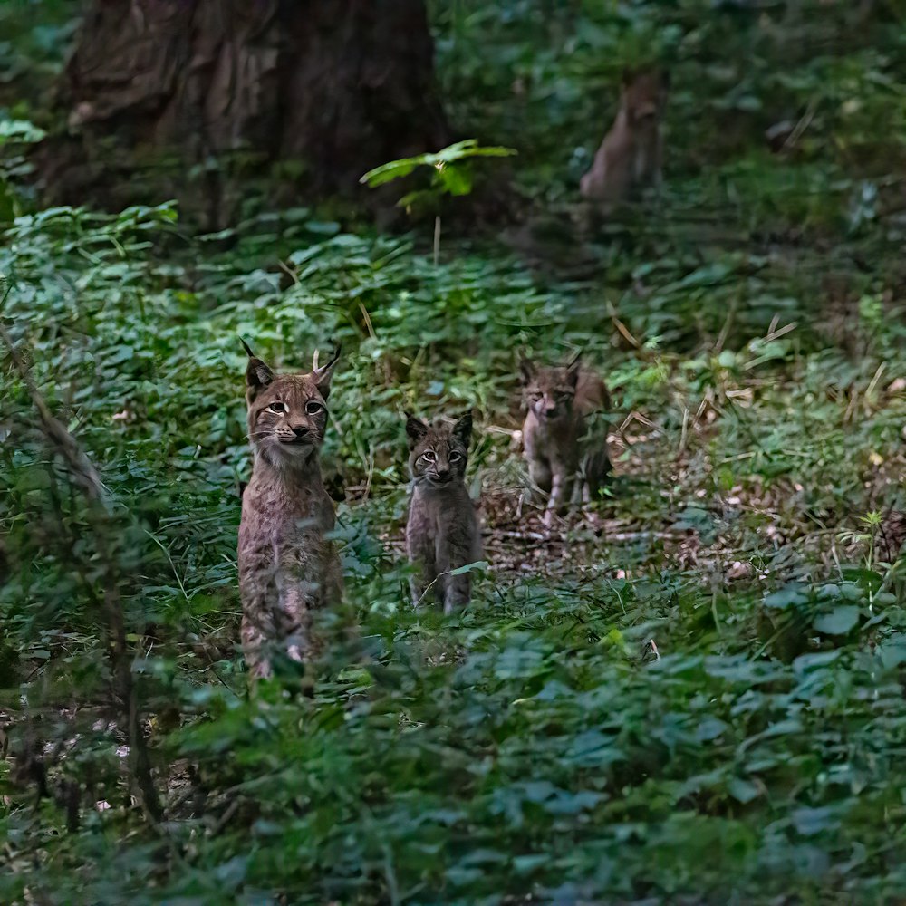 a group of wild animals in the grass