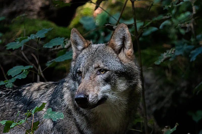 Grauwolf
