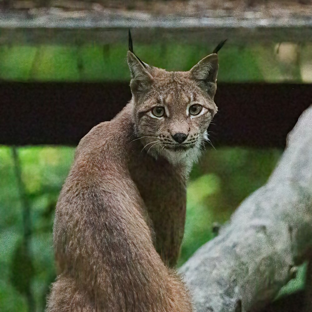 a cat and a squirrel