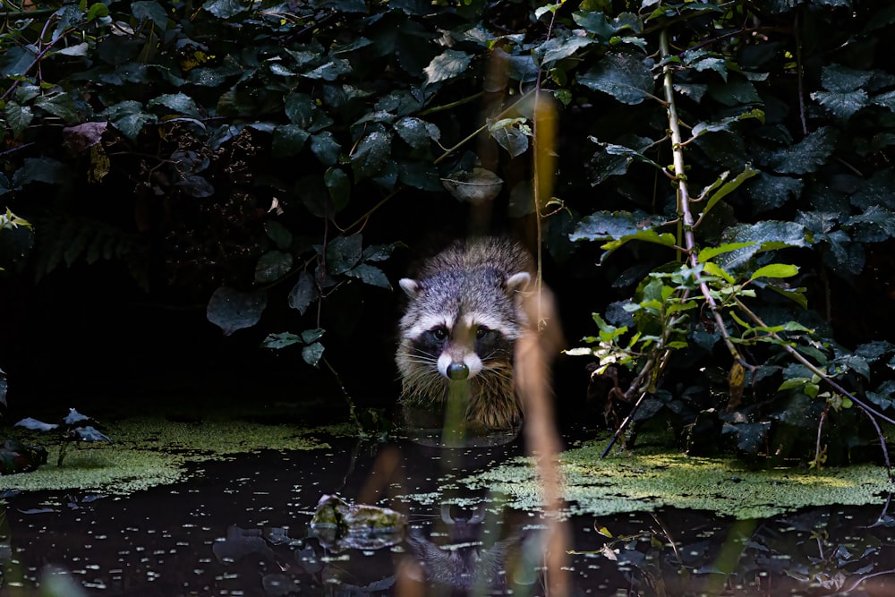 a raccoon drinking water