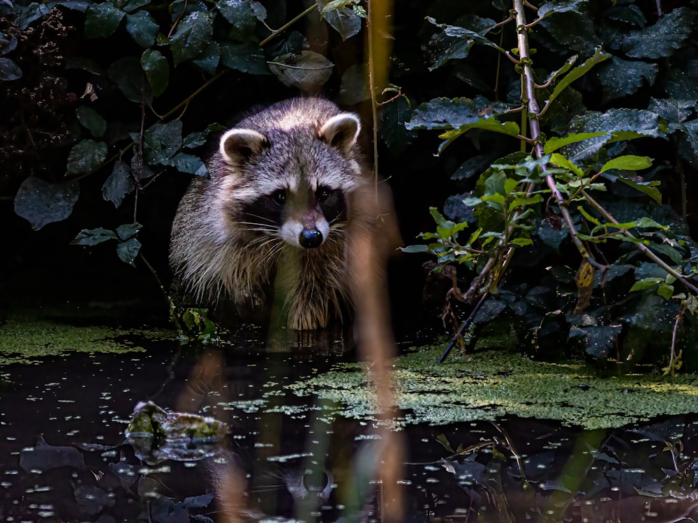 a raccoon standing in water