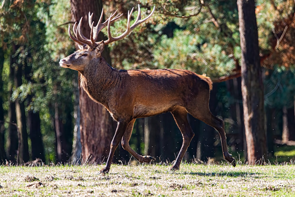 a deer walking in a forest