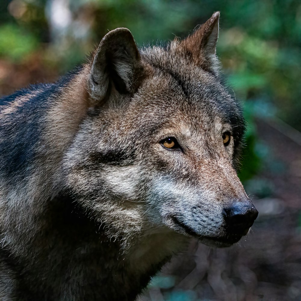 a wolf looking at the camera