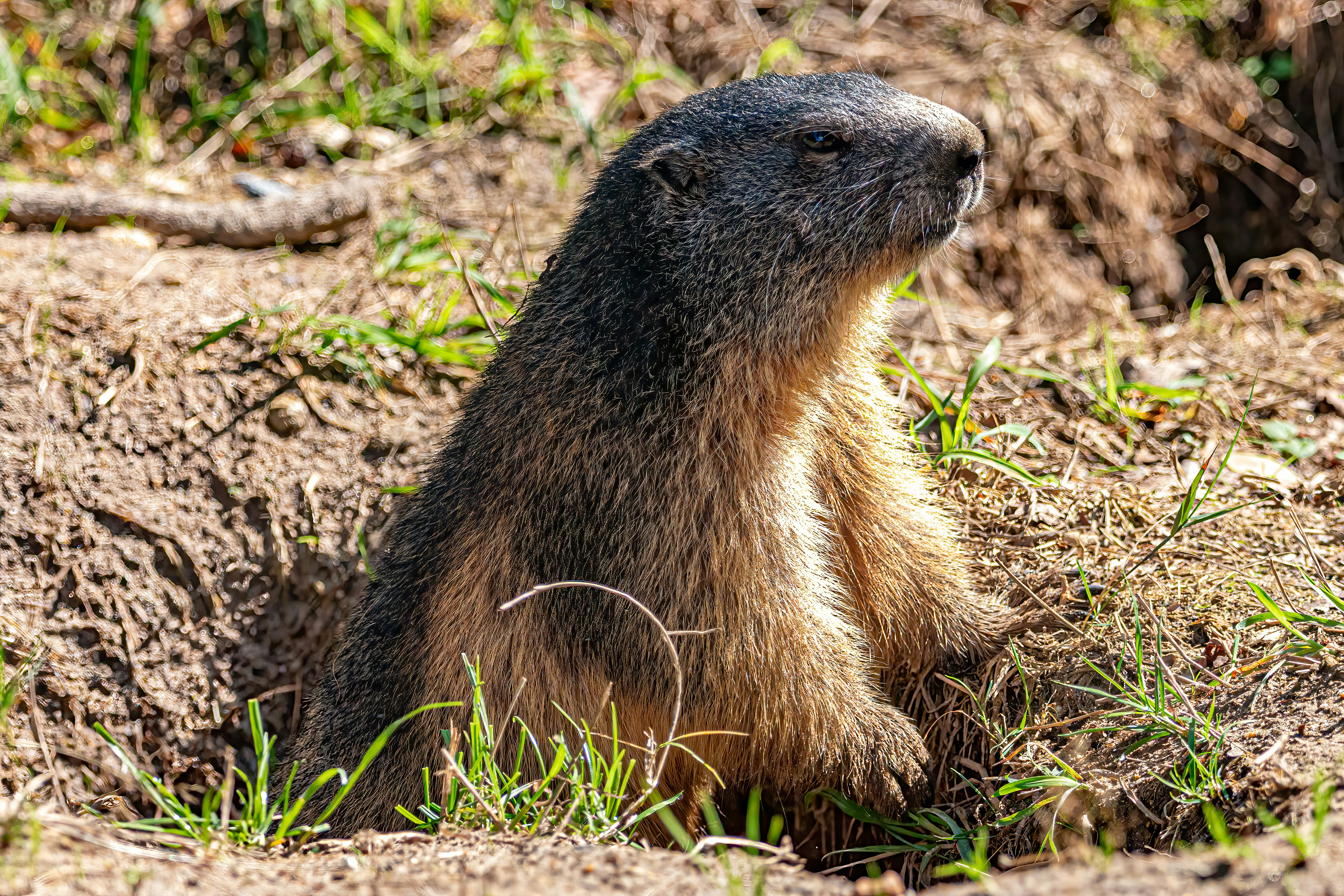 Alpine marmot enjoying his day