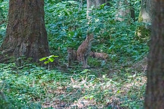 A dense forest setting with three lynxes standing together among lush green foliage and tall trees. Sunlight filters through the canopy, casting dappled light on the forest floor.