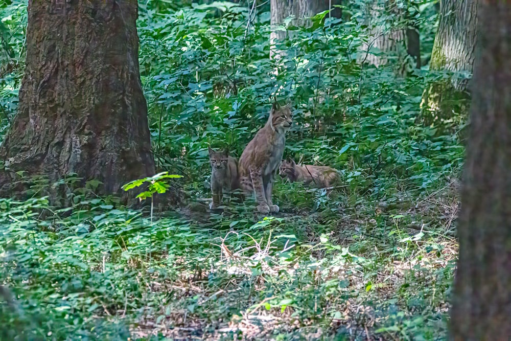 a group of wild cats in the woods