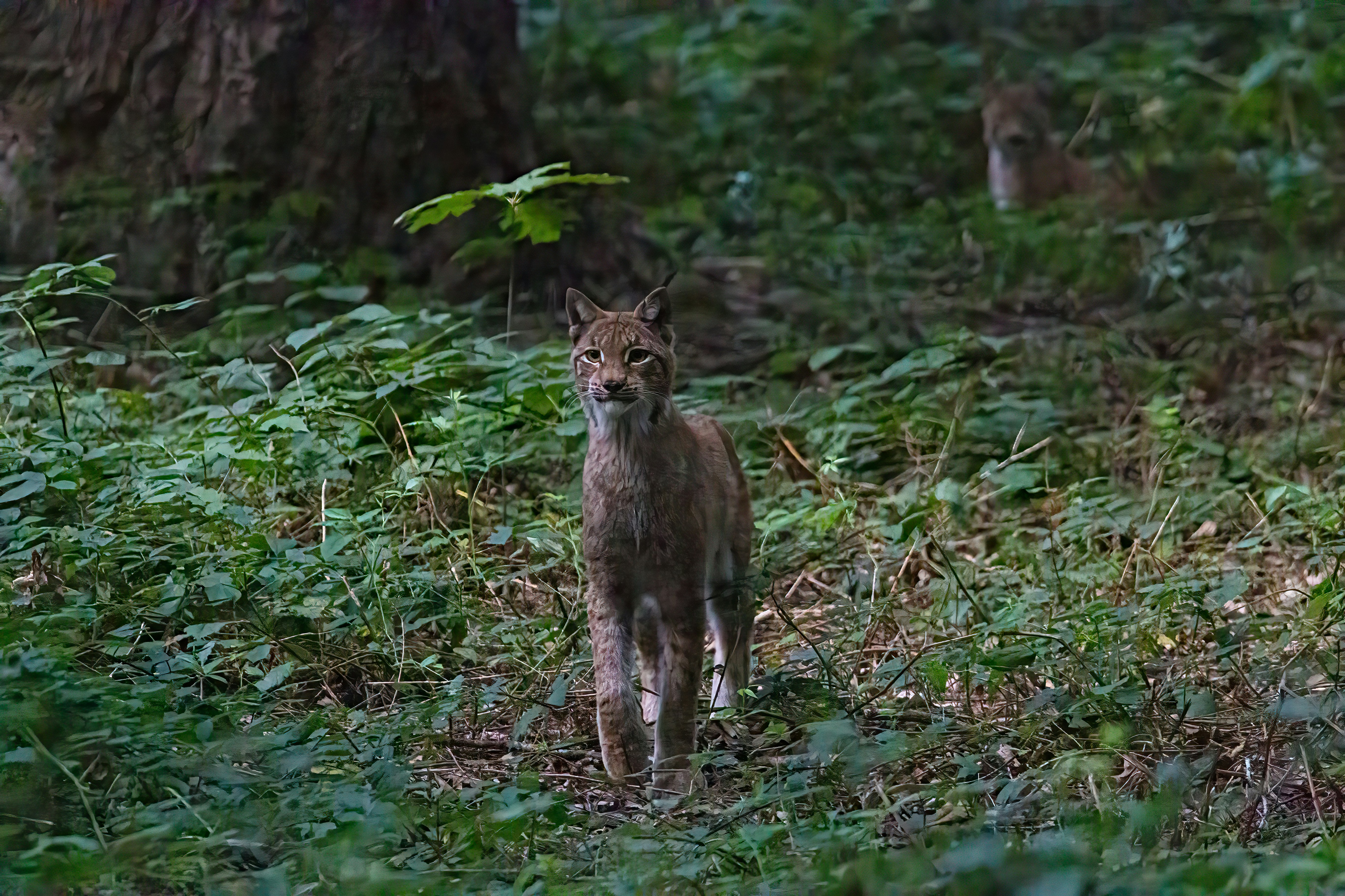 photo-1664115531476-857b67b0f7e8?ixlib=rb-4.0.3