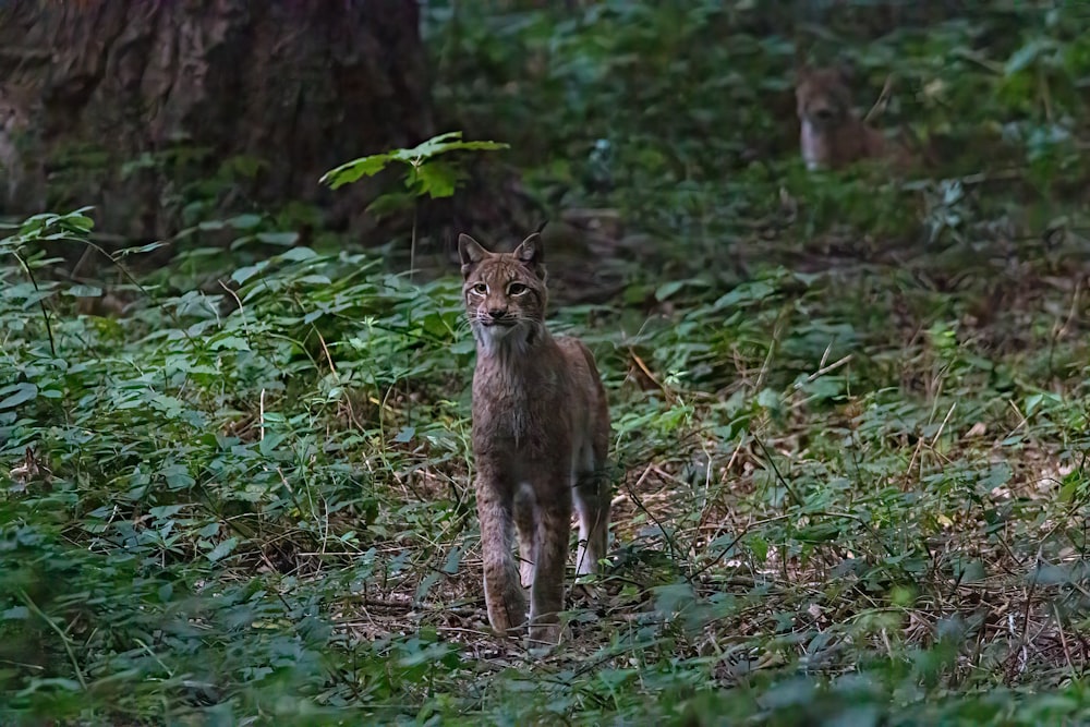 a cat standing in the woods