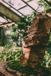 A bonsai tree sits on a wooden surface surrounded by lush green foliage. The tree is displayed in a stone planter with a rugged and earthy texture. Sunlight filters through a glass roof creating partial shadows on the plants.