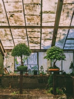 Two bonsai trees are placed on stands inside a greenhouse with a weathered, translucent roof that allows diffused light to filter through. Various small potted plants are arranged in the background, against a wall with multiple window panels.