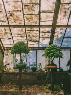 Two bonsai trees are placed on stands inside a greenhouse with a weathered, translucent roof that allows diffused light to filter through. Various small potted plants are arranged in the background, against a wall with multiple window panels.