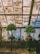 Two bonsai trees are placed on stands inside a greenhouse with a weathered, translucent roof that allows diffused light to filter through. Various small potted plants are arranged in the background, against a wall with multiple window panels.
