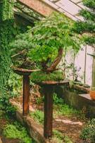 A lush indoor garden scene featuring a bonsai tree with vibrant green foliage. The tree is placed on a wooden stand surrounded by other potted plants, with an abundance of greenery and natural light filtering through a glass roof. The environment is serene and filled with various shades of green, mosses, and wooden textures.
