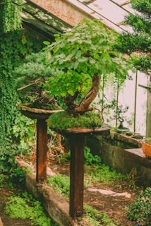 A lush indoor garden scene featuring a bonsai tree with vibrant green foliage. The tree is placed on a wooden stand surrounded by other potted plants, with an abundance of greenery and natural light filtering through a glass roof. The environment is serene and filled with various shades of green, mosses, and wooden textures.