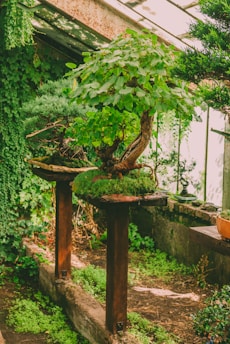 A lush indoor garden scene featuring a bonsai tree with vibrant green foliage. The tree is placed on a wooden stand surrounded by other potted plants, with an abundance of greenery and natural light filtering through a glass roof. The environment is serene and filled with various shades of green, mosses, and wooden textures.