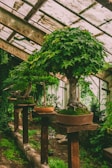 A greenhouse setting with beautifully maintained bonsai trees placed on elevated wooden platforms. The glass roof exudes an aged charm with rusted metal frames and dappled light filtering through. Lush green foliage surrounds the scene, adding to the serene and contemplative atmosphere.