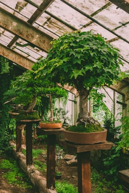 A greenhouse setting with beautifully maintained bonsai trees placed on elevated wooden platforms. The glass roof exudes an aged charm with rusted metal frames and dappled light filtering through. Lush green foliage surrounds the scene, adding to the serene and contemplative atmosphere.