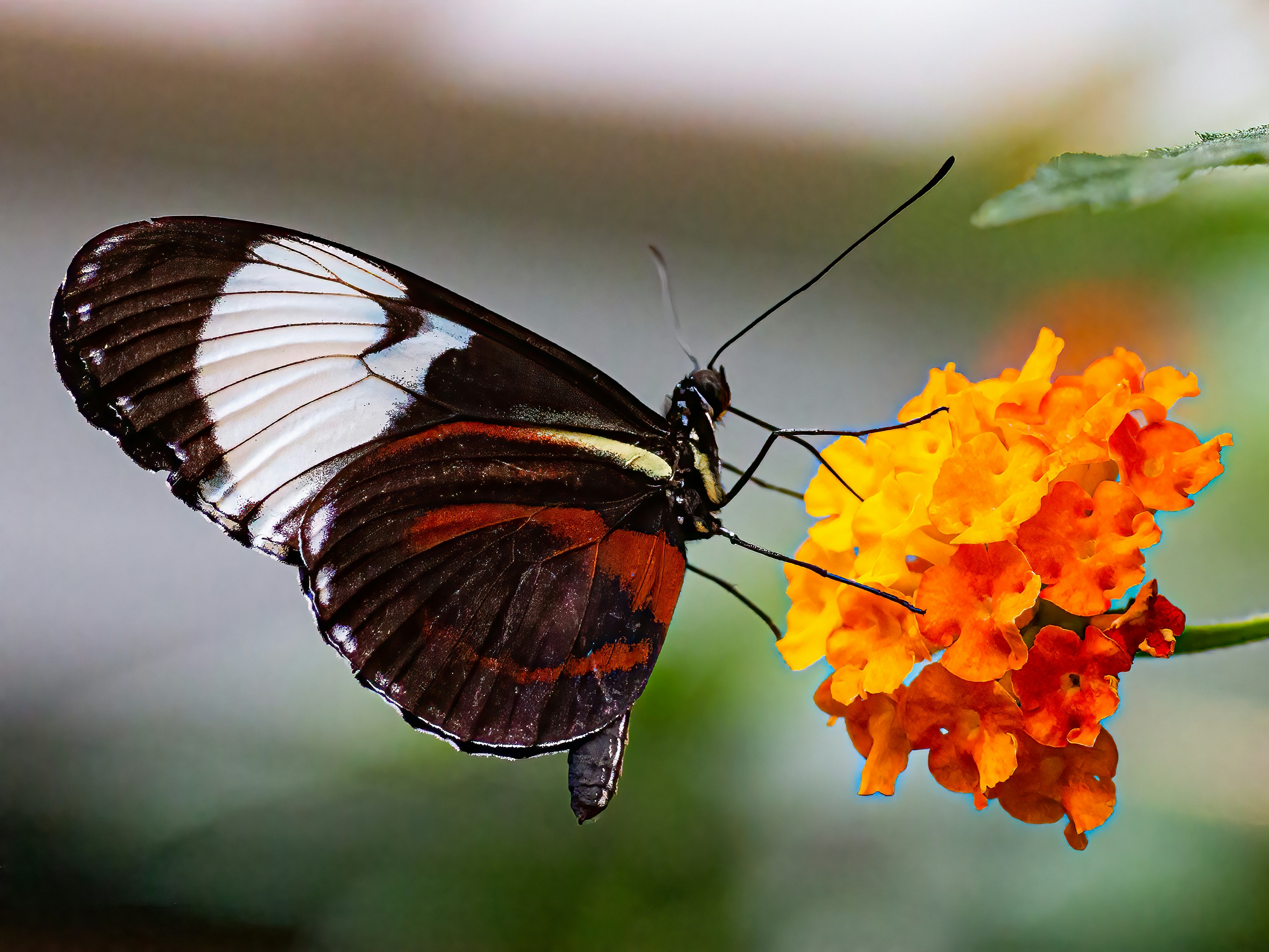 butterfly macro shot