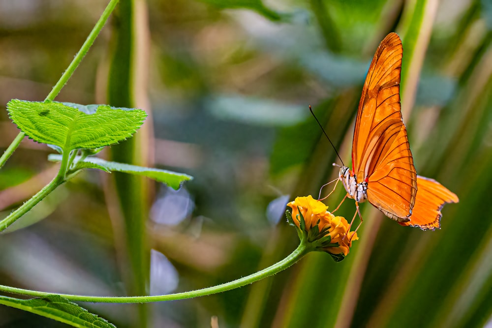 a butterfly on a flower