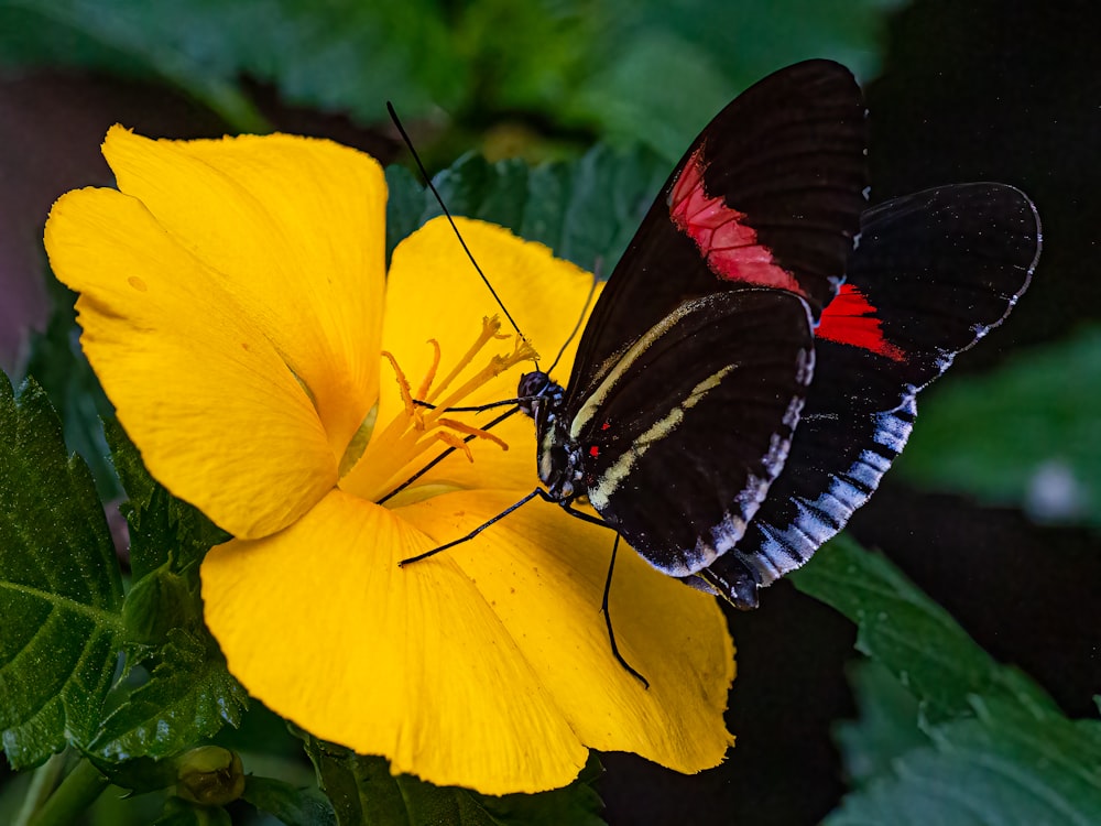 a butterfly on a flower