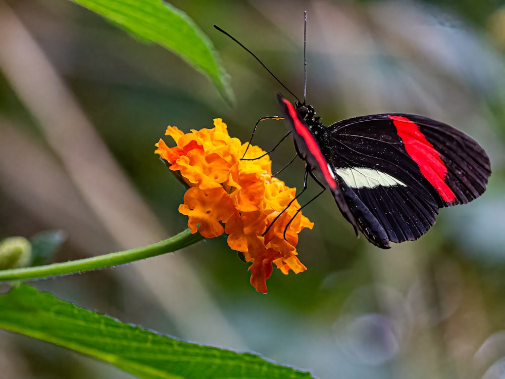 a butterfly on a flower