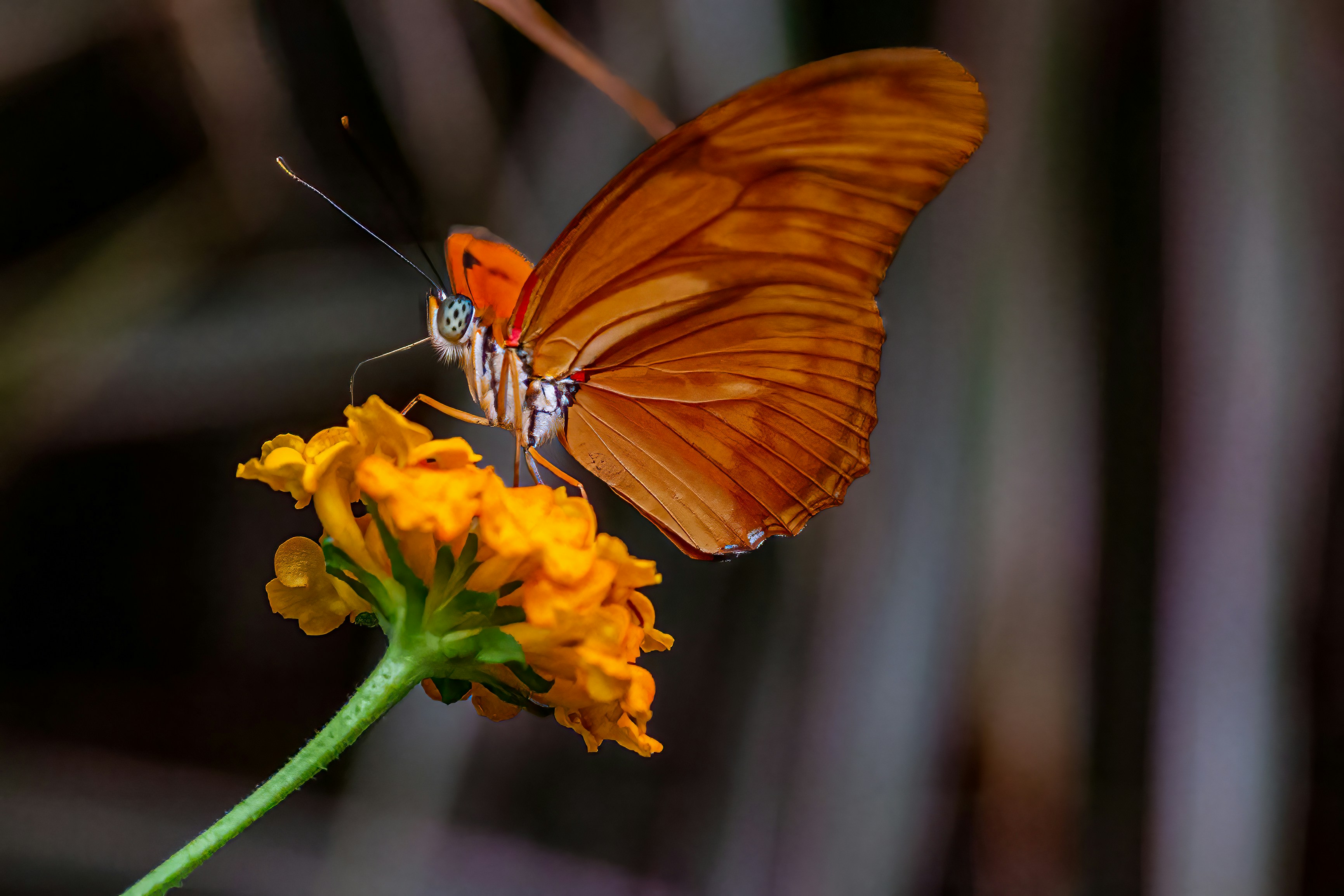 Photo by kennygoossen