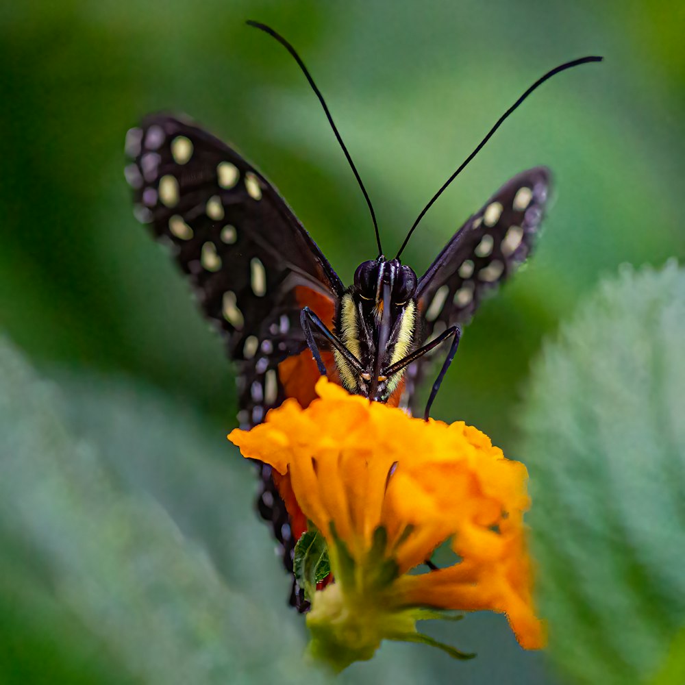 a butterfly on a flower