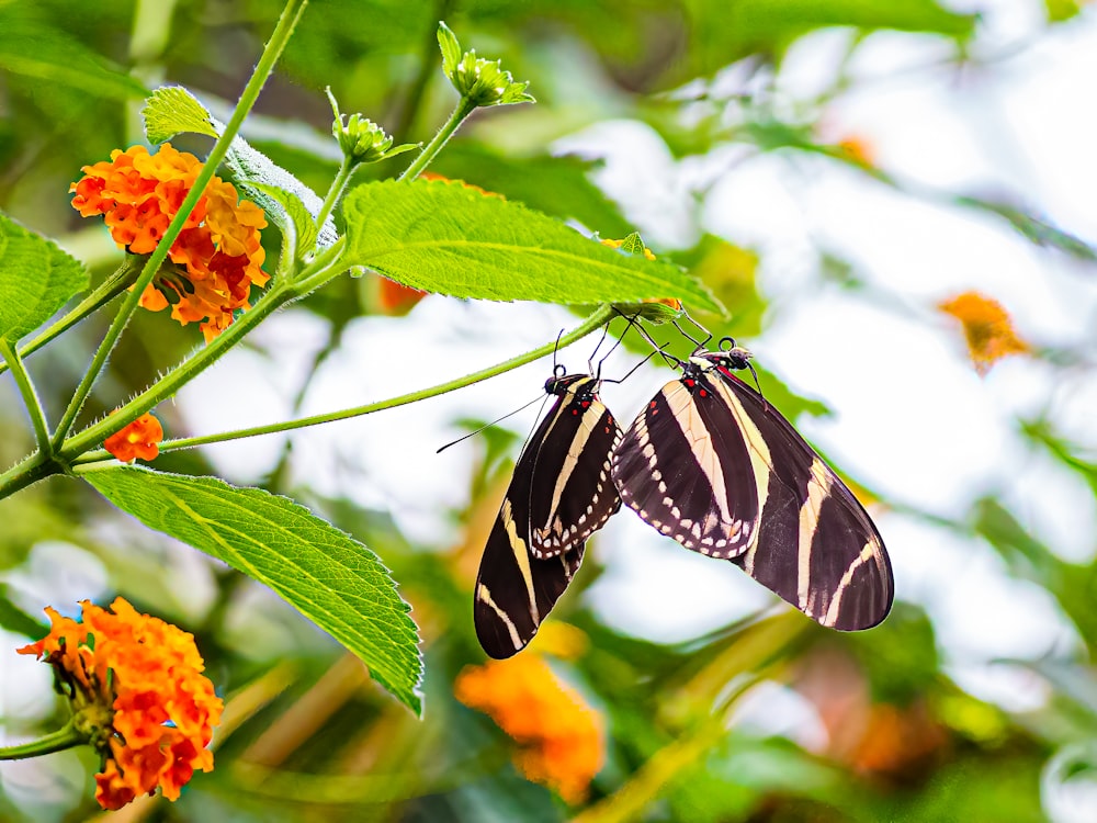 a butterfly on a flower