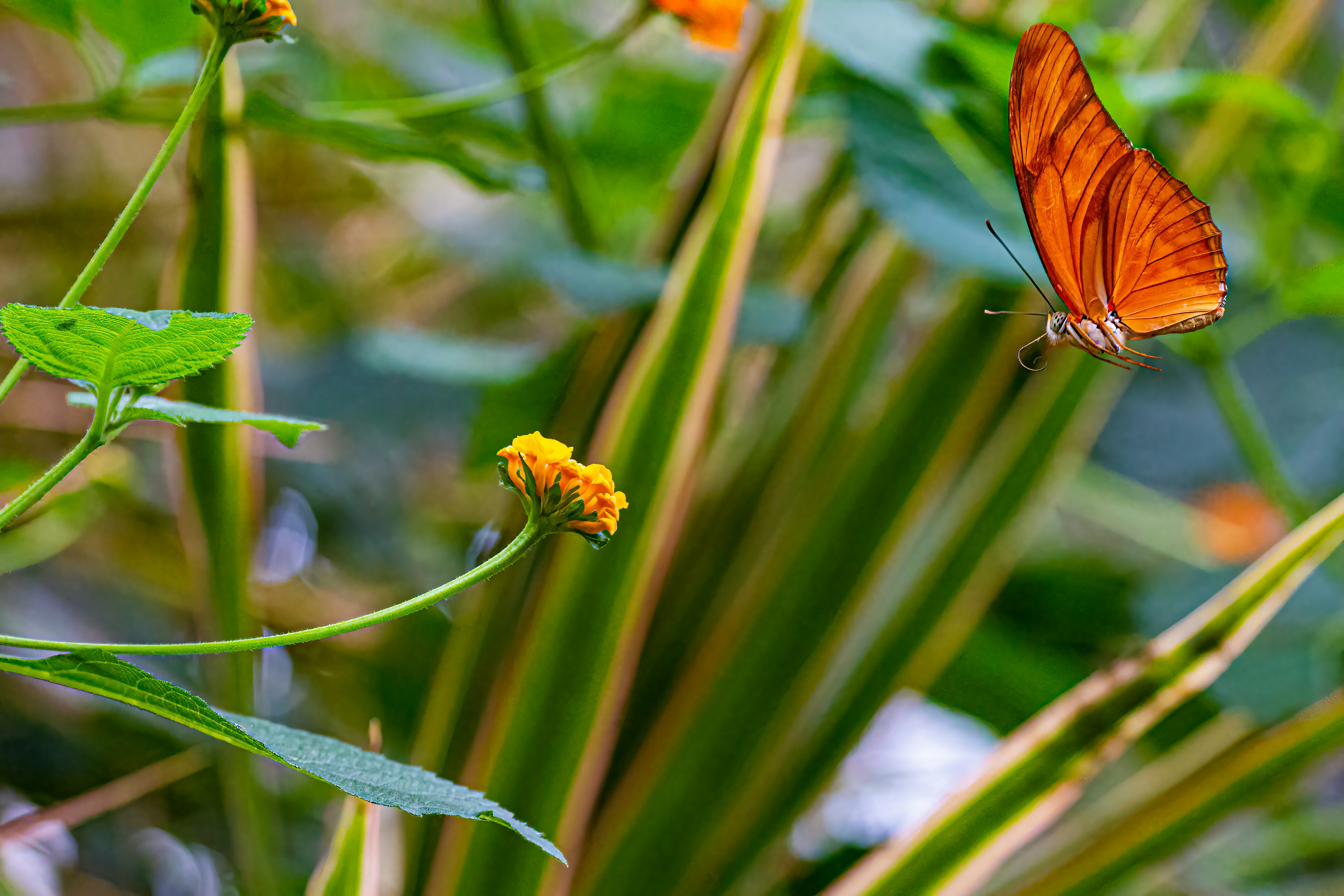 Photo by kennygoossen