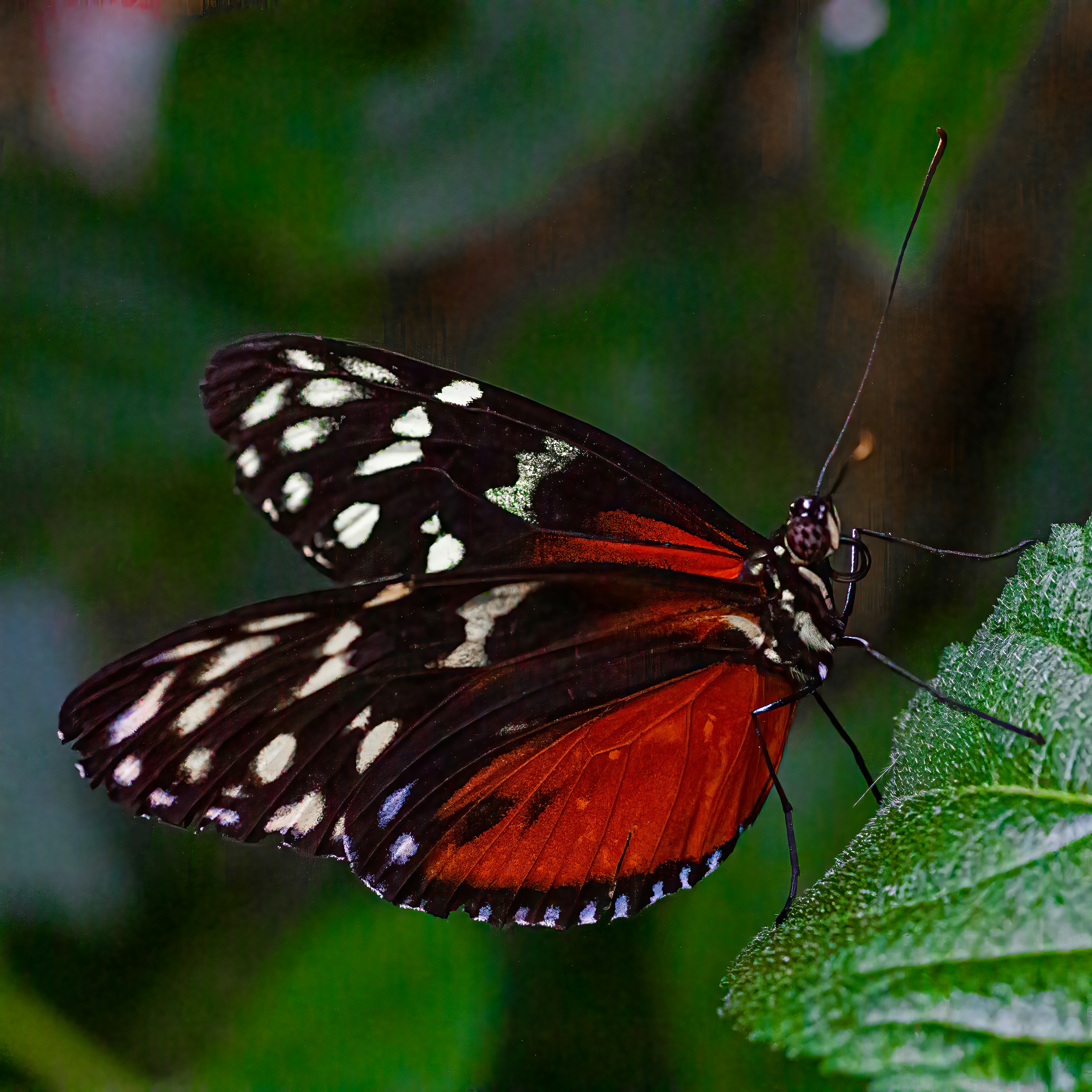 a butterfly on a leaf