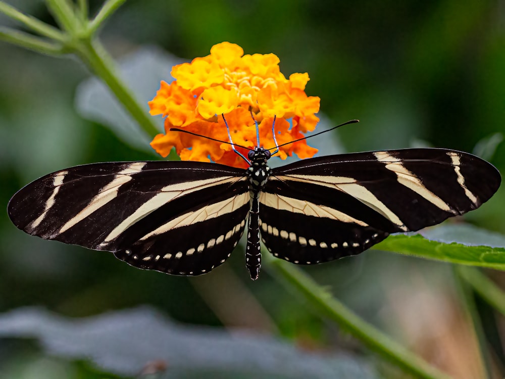 Un papillon sur une fleur