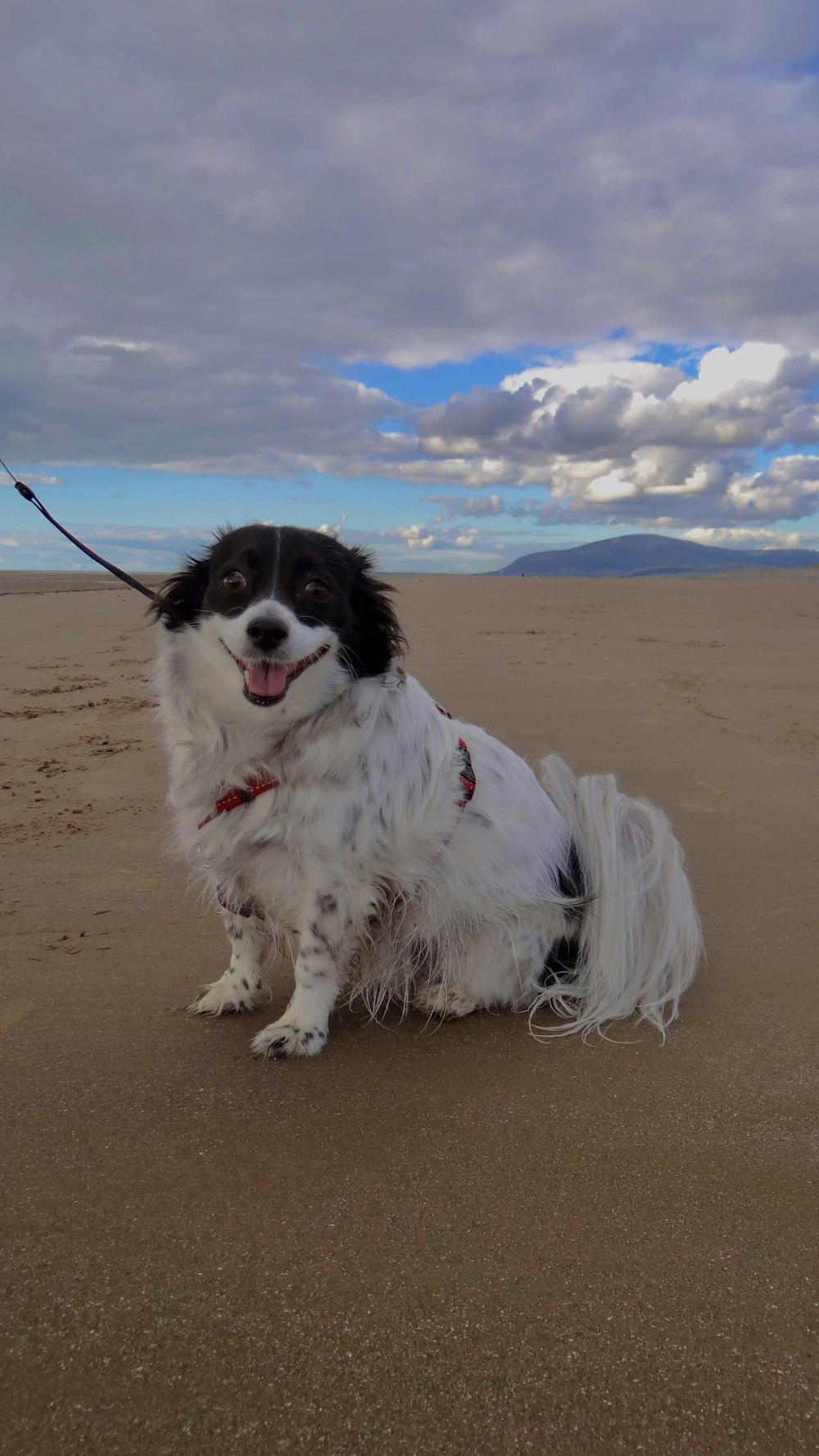 a dog on a beach