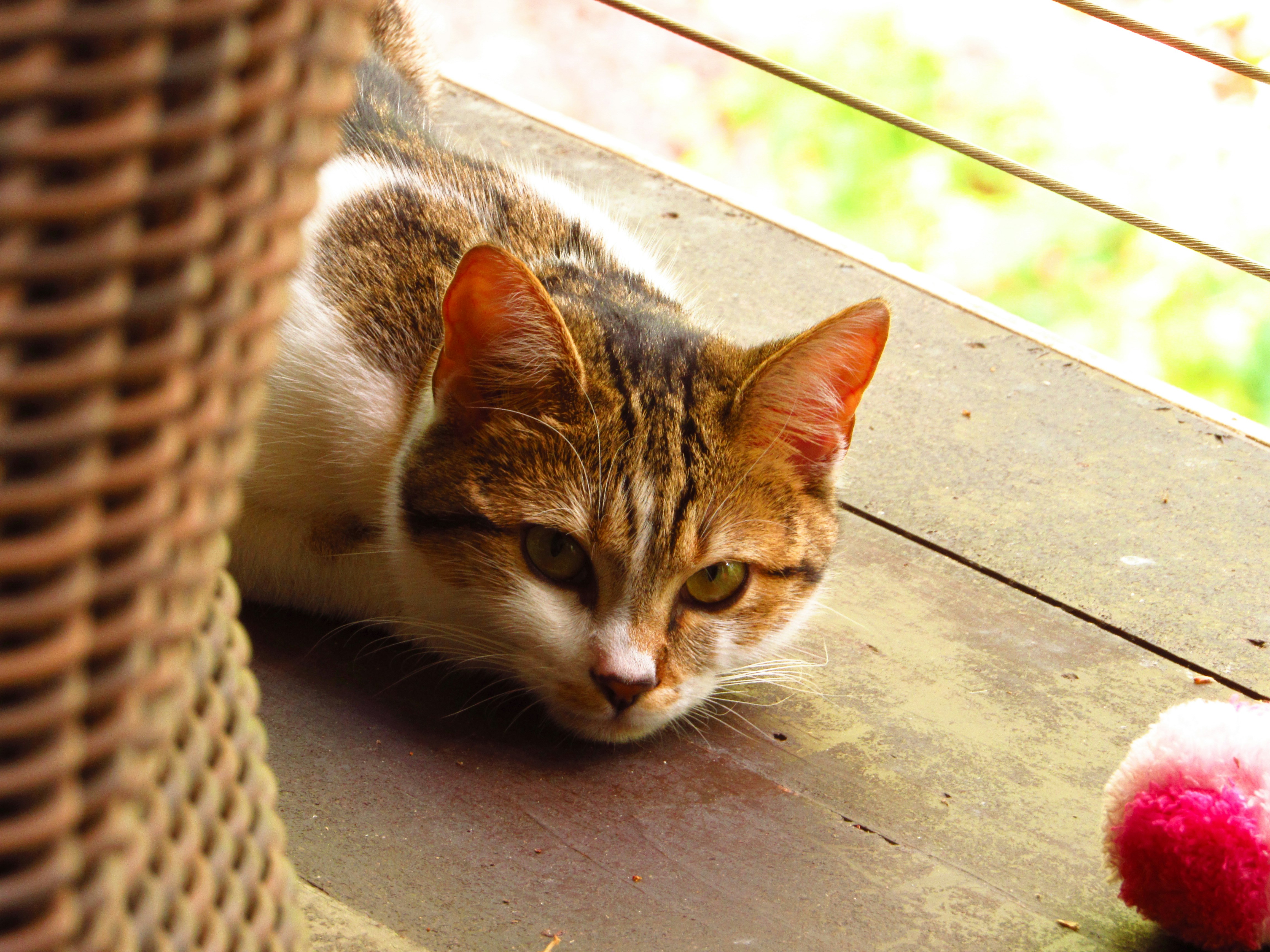 Closeup of a relaxed domestic short-haired cat lying down on a wood porch and looking at the camera on a sunny day.