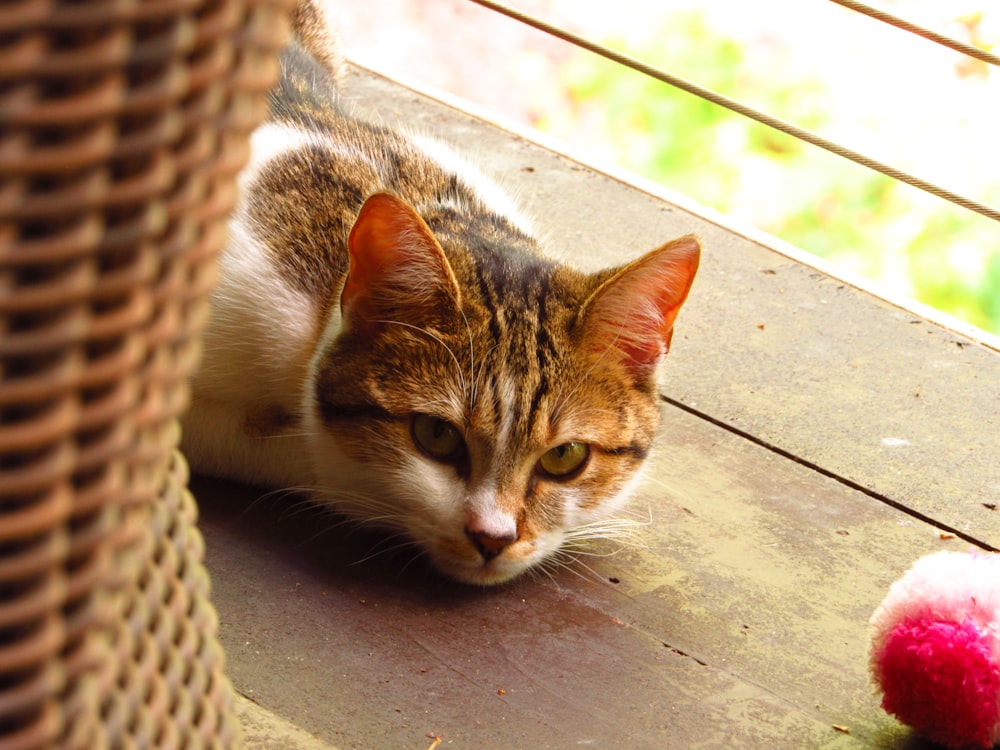 a cat lying on a table