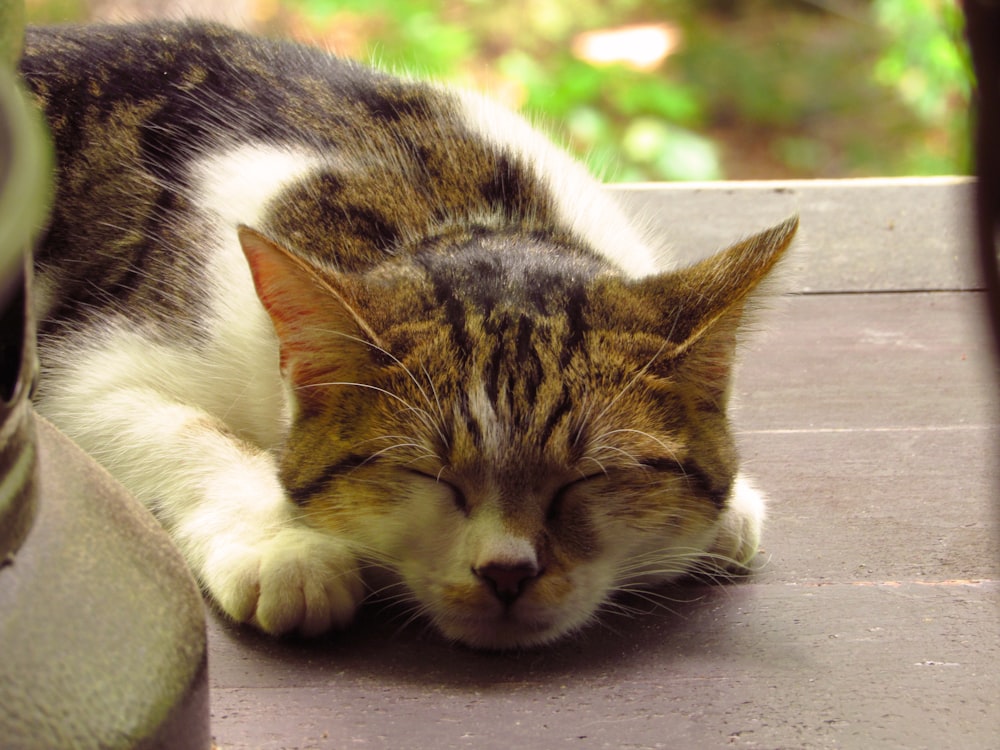 um gato deitado em uma superfície de madeira