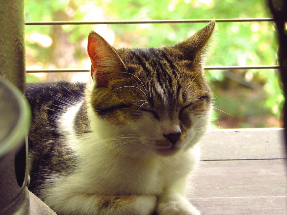 un chat allongé sur une surface en bois