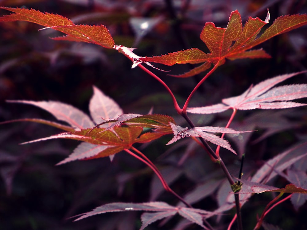 close-up of red leaves