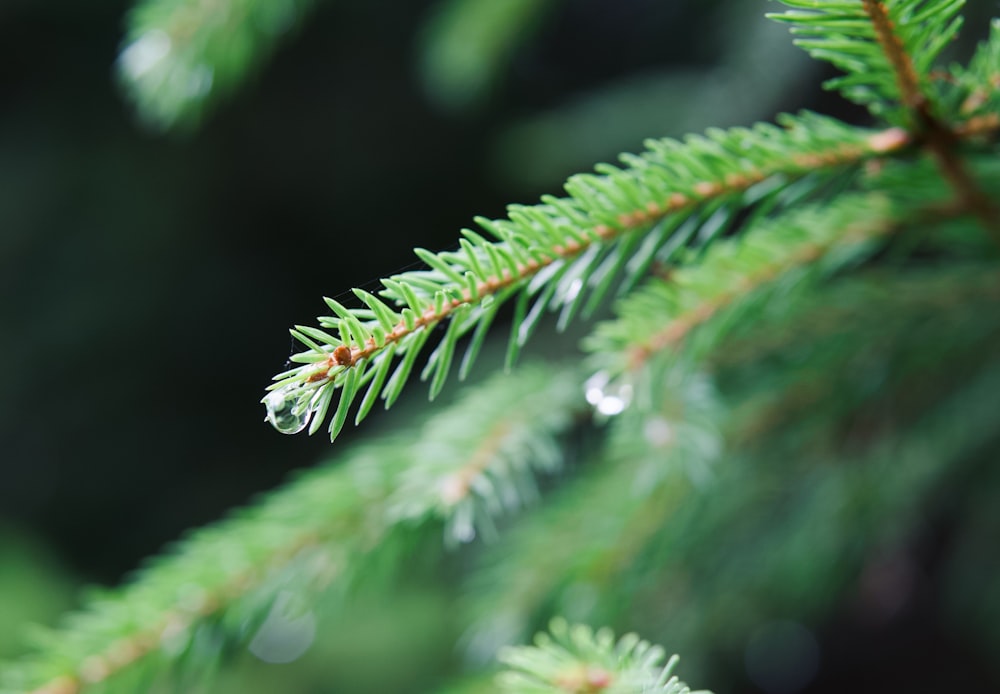 a close up of a green plant