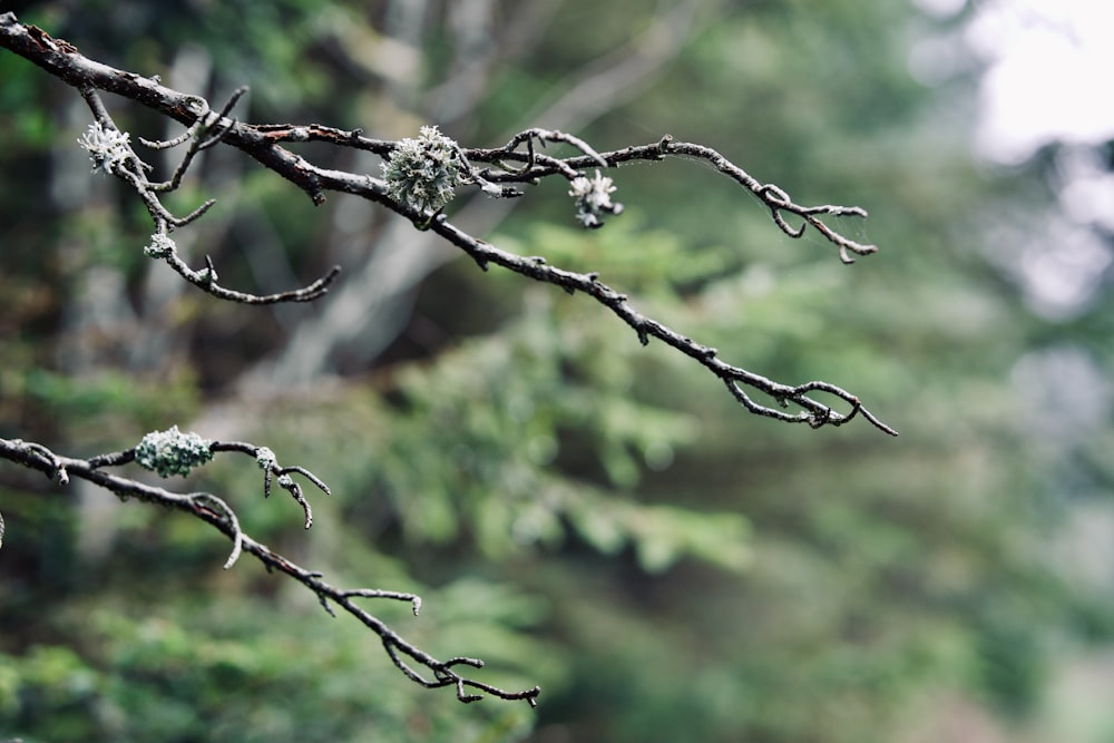 a close up of a tree branch