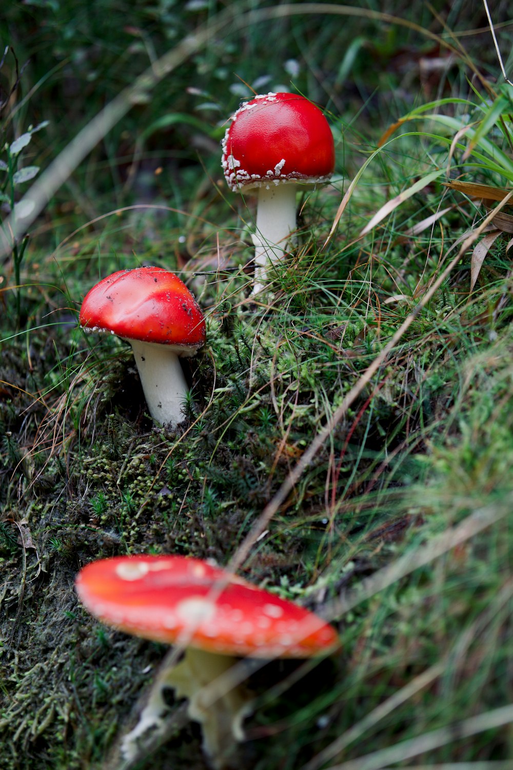 a group of red mushrooms