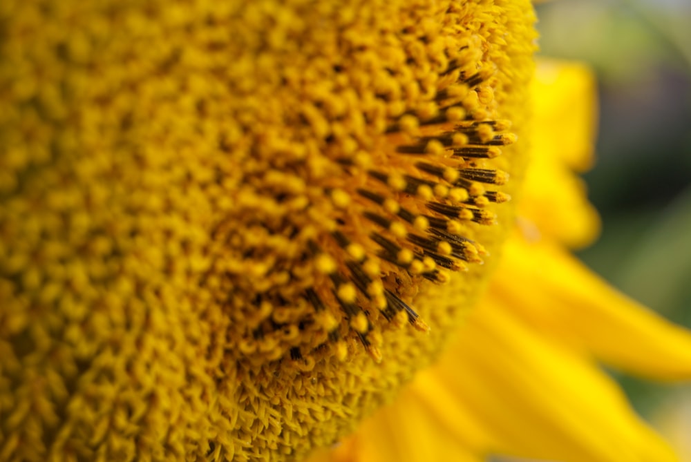 a close up of a yellow flower